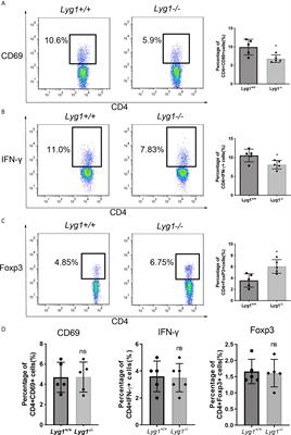 LYG1 Deficiency Attenuates the Severity of Acute Graft-Versus-Host Disease via Skewing Allogeneic T Cells Polarization Towards Treg Cells